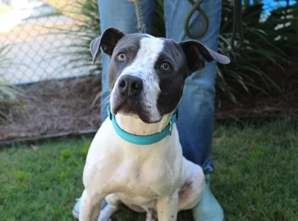 An adult medium-sized male American Bulldog dog named Traveler for adoption in Brunswick, GA