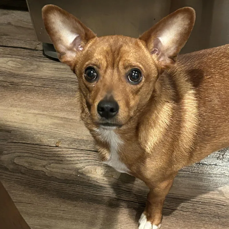An adult small-sized male Red / Chestnut / Orange Chihuahua dog named FatNicer Neville for adoption in Rockville, MD