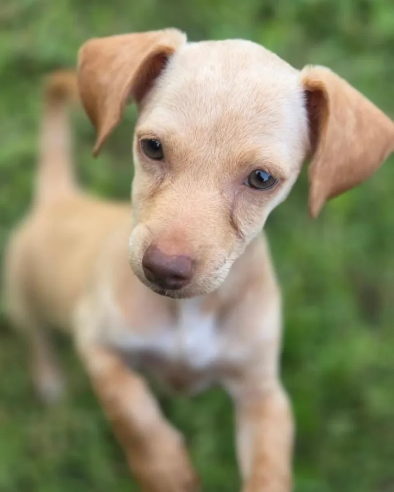 A baby small-sized female Chihuahua dog named Tawny for adoption in Bryan, TX