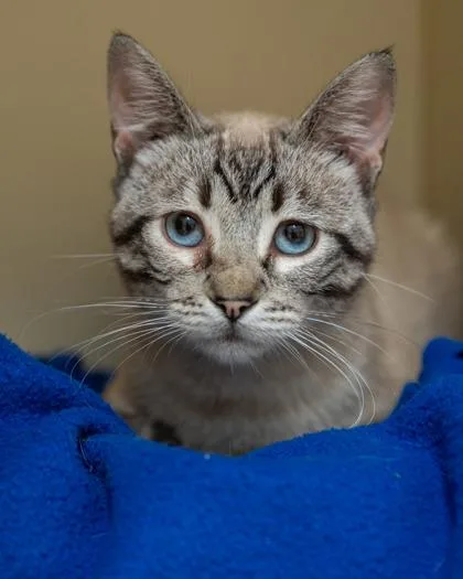 An adult medium-sized male Siamese cat named Kai for adoption in Pequot Lakes, MN