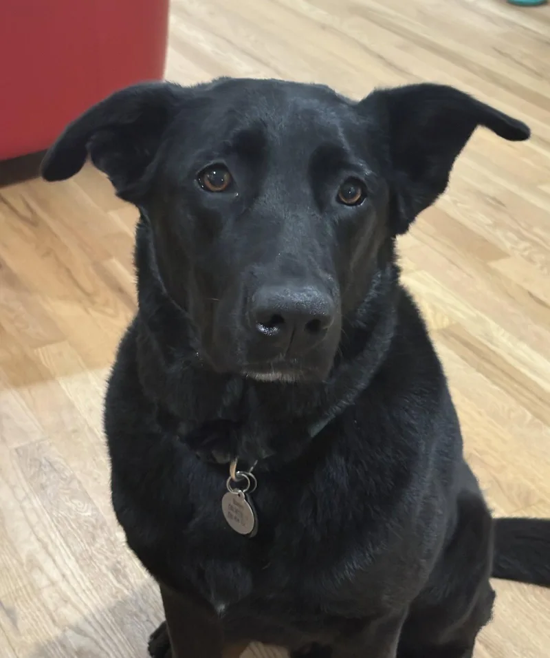 An adult large-sized male Labrador Retriever dog named Stanley for adoption in Aurora, CO