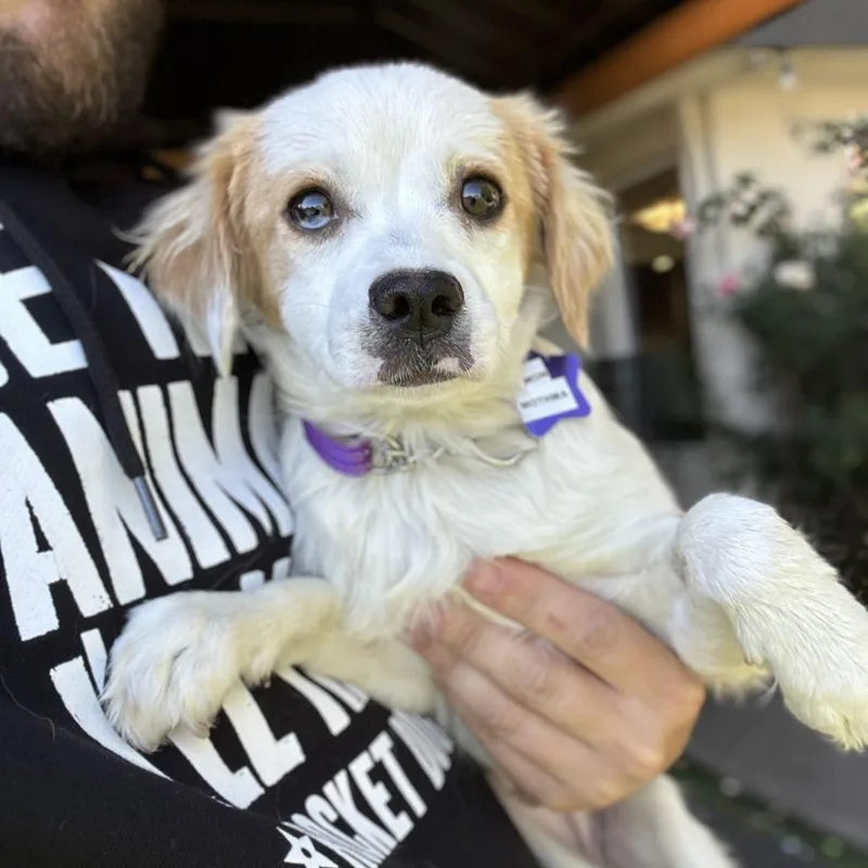 A young small-sized female Red / Chestnut / Orange Mixed Breed dog named Mon Mothma for adoption in San Francisco, CA