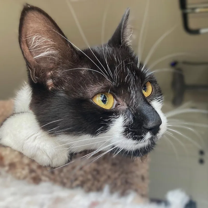 An adult small-sized female Black Domestic Short Hair cat named Bubbles for adoption in Springfield, OR