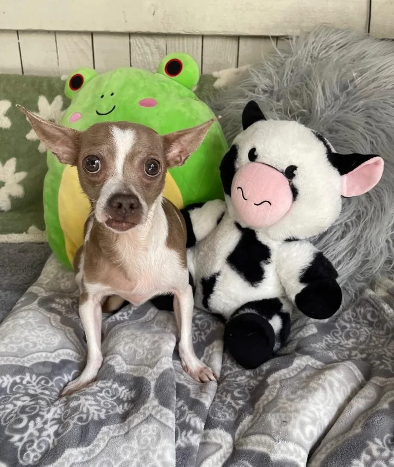 An adult small-sized female Chihuahua dog named Patty Cake for adoption in Fort Worth, TX