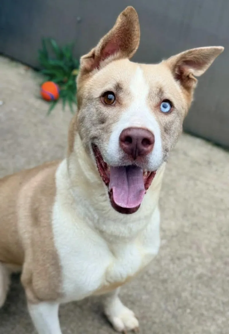 A senior medium-sized female Yellow / Tan / Blond / Fawn Siberian Husky dog named Rachel for adoption in Chicago, IL