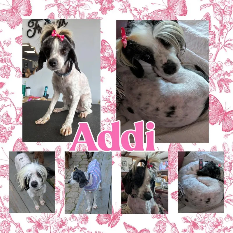 Addi thumbnail 5