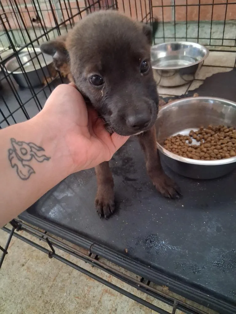 A baby large-sized male Mixed Breed dog named Heath for adoption in Brownwood, TX