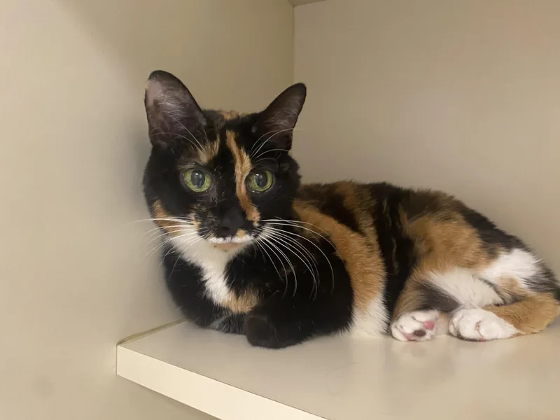 A senior small-sized female Calico Domestic Short Hair cat named Libby Anna for adoption in Elyria, OH