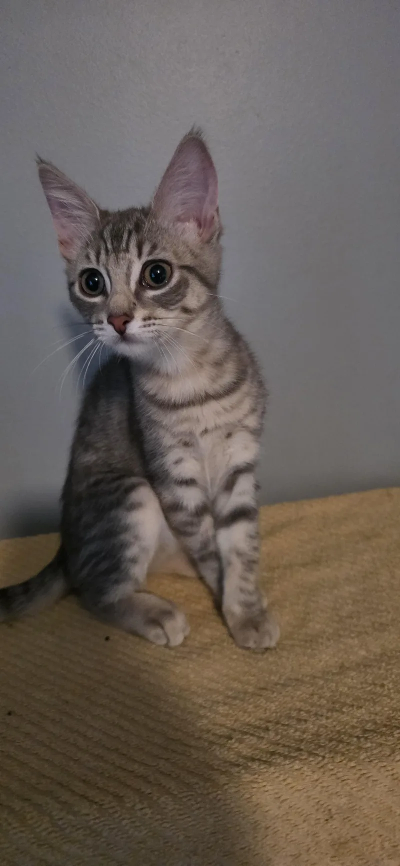 A baby medium-sized male Black & White / Tuxedo Domestic Short Hair cat named Smokey and Patches for adoption in Mayfield, NY
