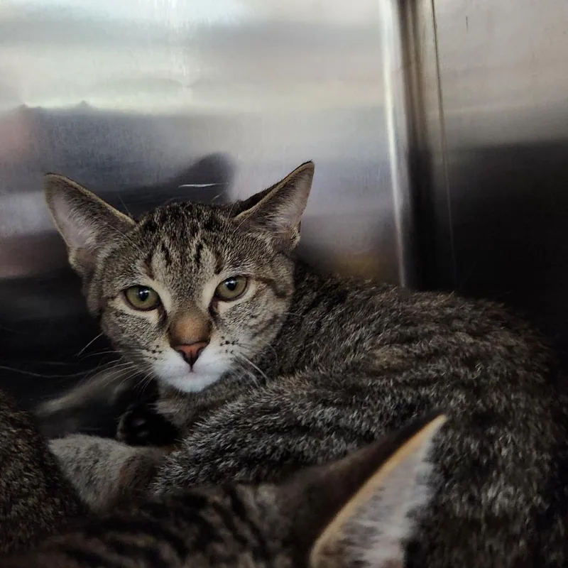 A baby small-sized female Brown / Chocolate Domestic Short Hair cat named Gracie for adoption in Grand Rapids, MI