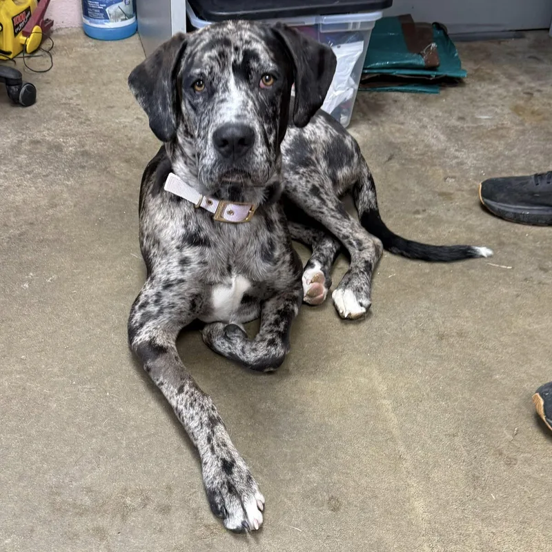 A young large-sized female Merle (Blue) Great Dane dog named Harley for adoption in Cadiz, OH