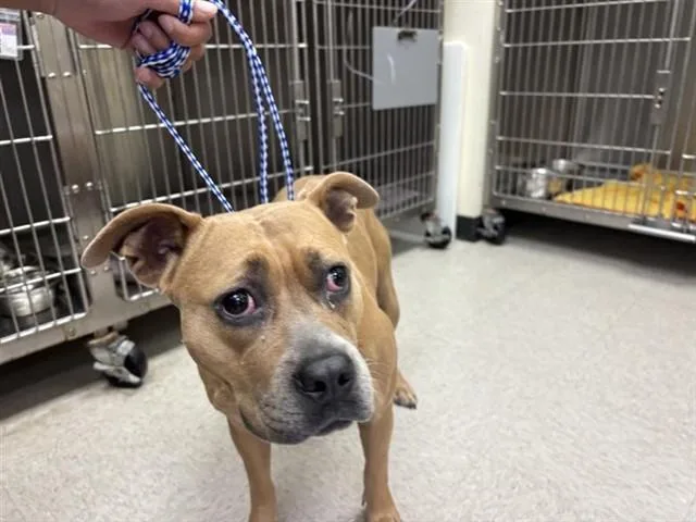 A young large-sized female Boxer dog named A for adoption in Houston, TX