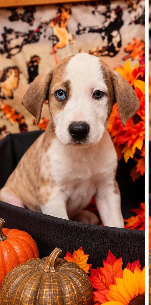 A baby medium-sized male Pit Bull Terrier dog named Twizzler for adoption in Sumter, SC
