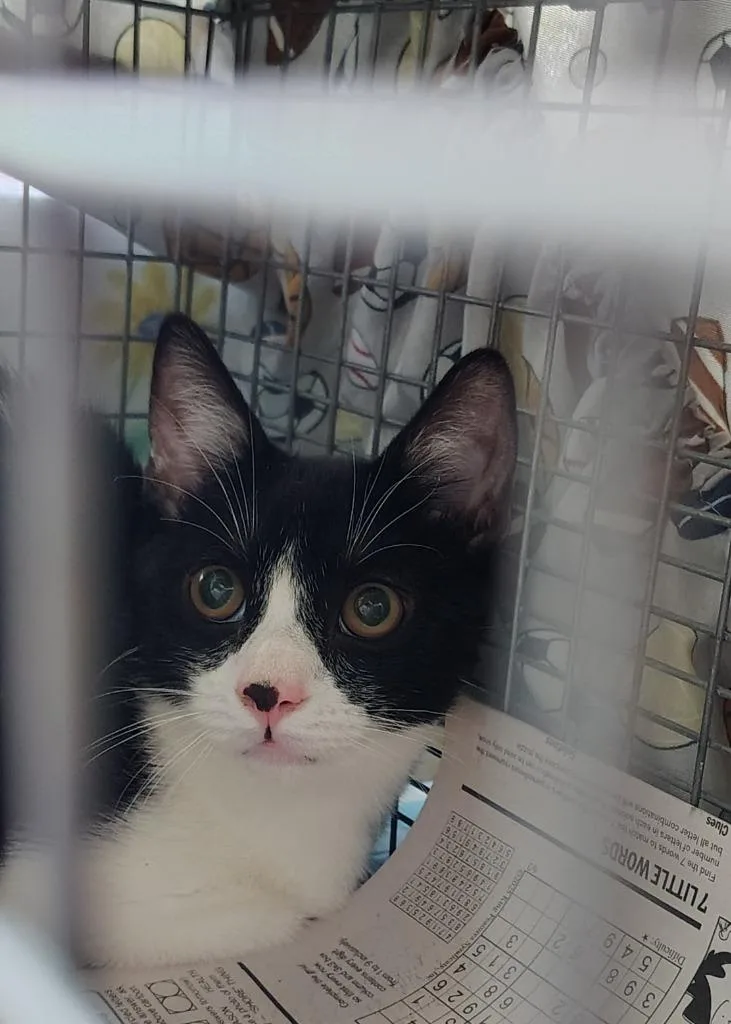 A young medium-sized male Domestic Short Hair cat named Sprout for adoption in Ewing, NJ