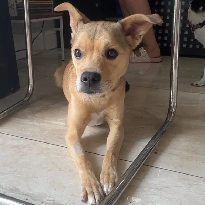 A young small-sized female Yellow / Tan / Blond / Fawn Mixed Breed dog named Cinnamon for adoption in Abington, PA