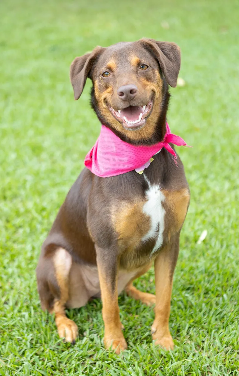 An adult medium-sized female Brown / Chocolate Chocolate Labrador Retriever dog named Bailee for adoption in Zachary, LA