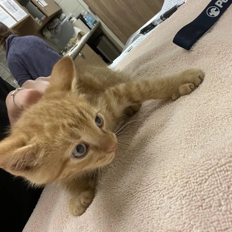 A baby small-sized male Orange / Red Domestic Short Hair cat named Jones for adoption in Bristol, IN