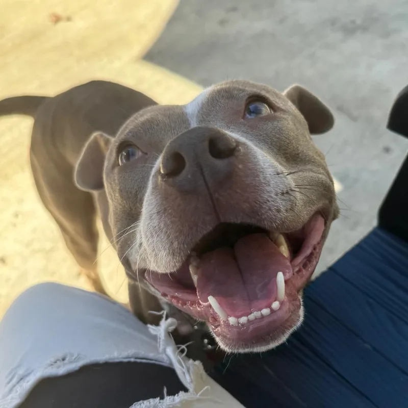 An adult medium-sized female Yellow / Tan / Blond / Fawn Pit Bull Terrier dog named Carmilla for adoption in Belleville, IL