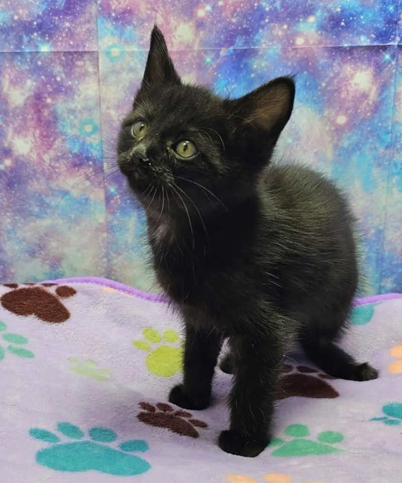 A baby small-sized male Domestic Short Hair cat named Gary for adoption in Washington Court House, OH