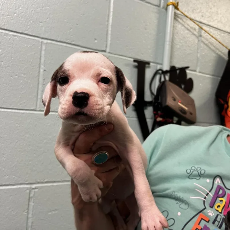 A baby small-sized female White / Cream Pit Bull Terrier dog named Rosemary for adoption in Harrisville, WV
