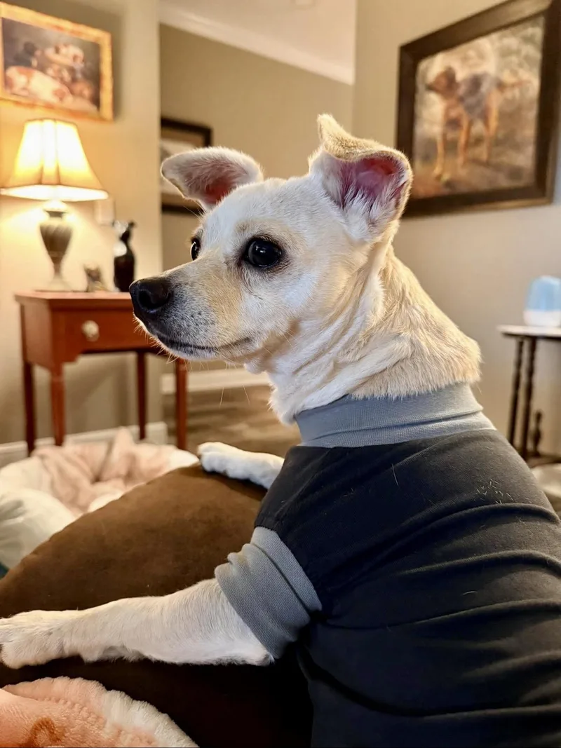 Snowbelle