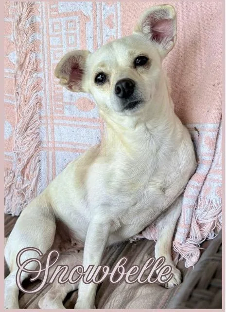 Snowbelle thumbnail 2