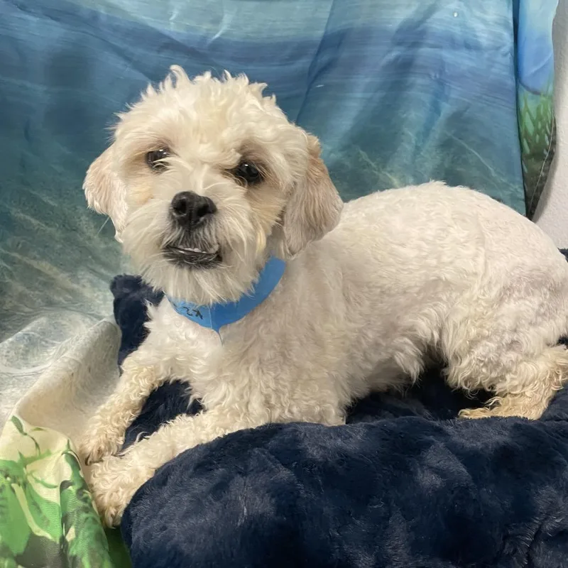 A young small-sized female White / Cream Miniature Poodle dog named Brie Barkson for adoption in Henderson, NV