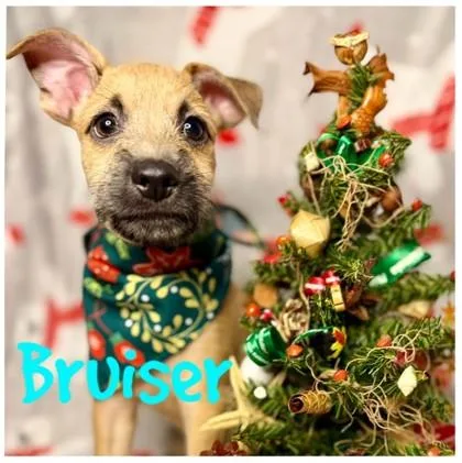 A baby small-sized male Mixed Breed dog named Teddy for adoption in Honolulu, HI