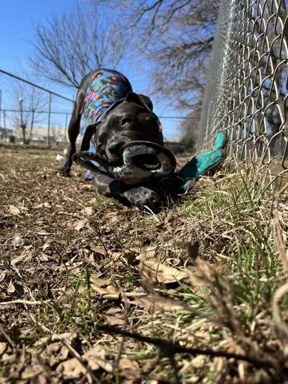 Charlotte thumbnail 2