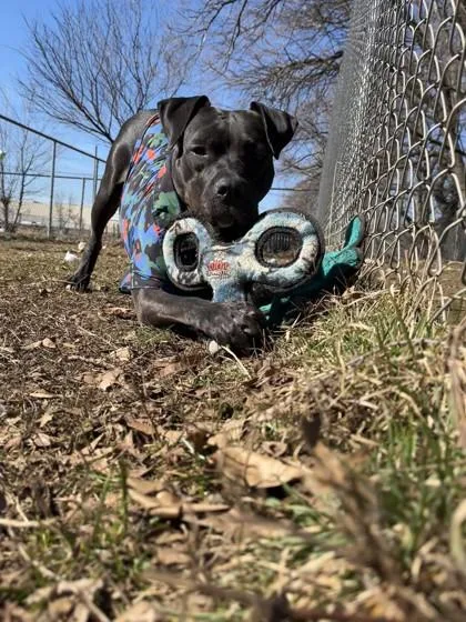 Charlotte thumbnail 3