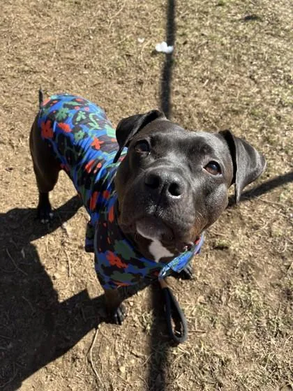 Charlotte thumbnail 4