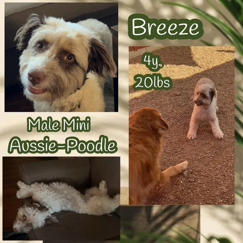 An adult medium-sized male Australian Shepherd dog named Breeze for adoption in Dallas, TX