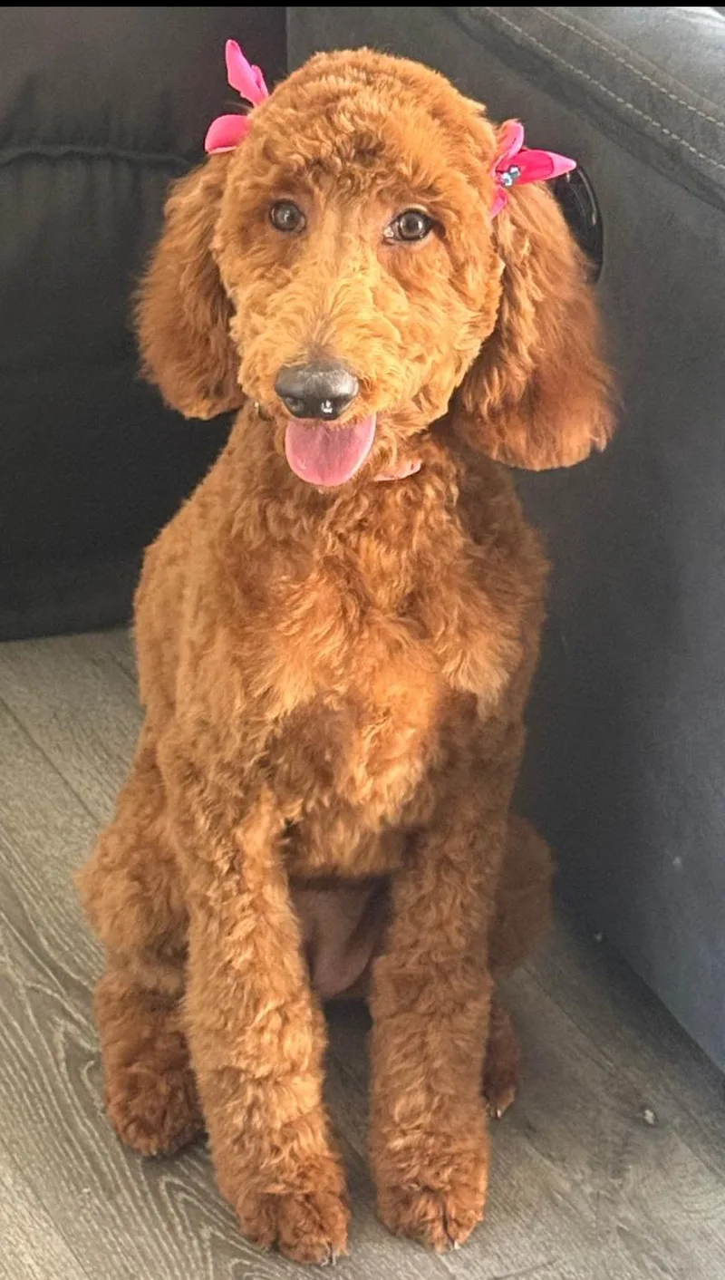 A young medium-sized female Brown / Chocolate Standard Poodle dog named Bella for adoption in Moreno Valley, CA