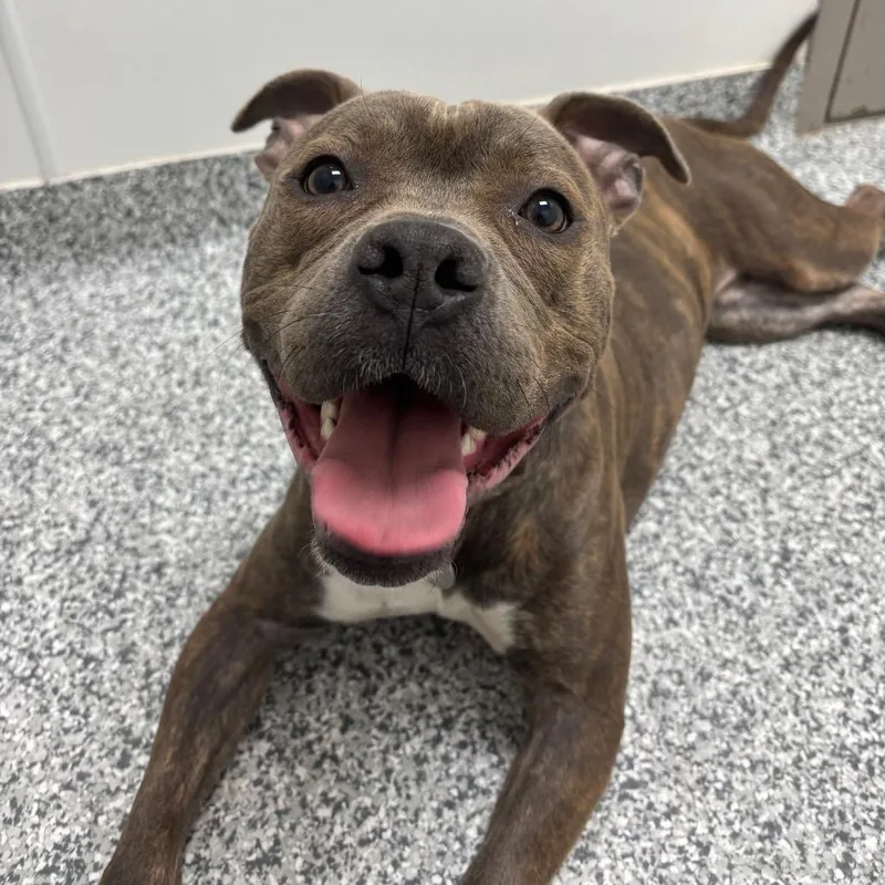 An adult medium-sized female Brindle Terrier dog named Birdie for adoption in Waukesha, WI