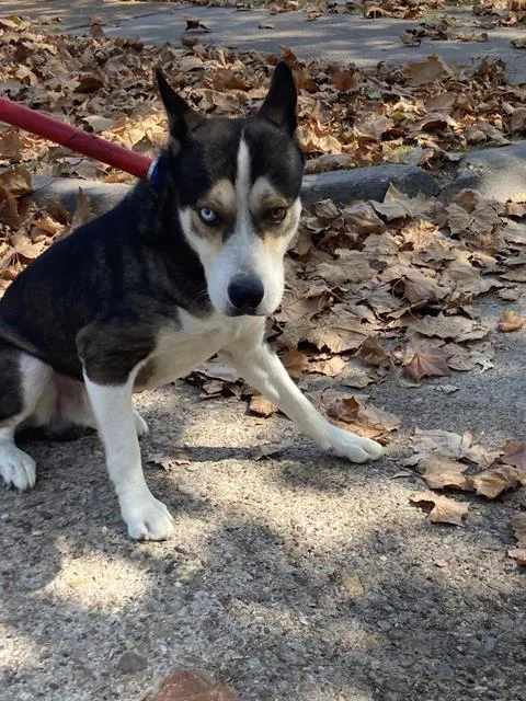 An adult medium-sized male Mixed Breed dog named Fortune for adoption in Dallas, TX