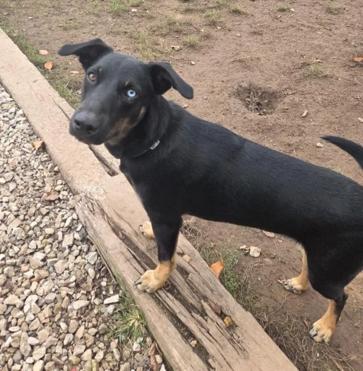 A young large-sized female German Shepherd Dog dog named Texas Raine for adoption in Carroll, OH