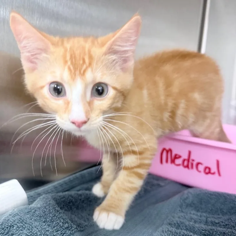 A baby small-sized male Orange / Red Domestic Short Hair cat named Mandarin for adoption in Jupiter, FL