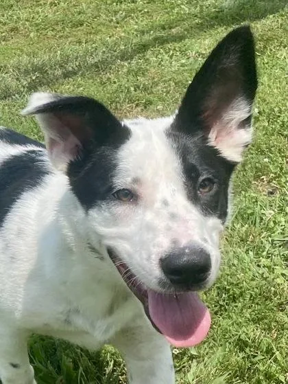 Bowie