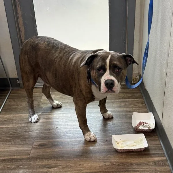 A senior extra large-sized male American Bully dog named Boxer for adoption in San Diego, CA