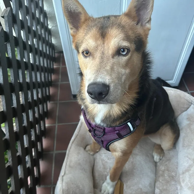 An adult medium-sized male German Shepherd Dog dog named Blu for adoption in Fremont, CA