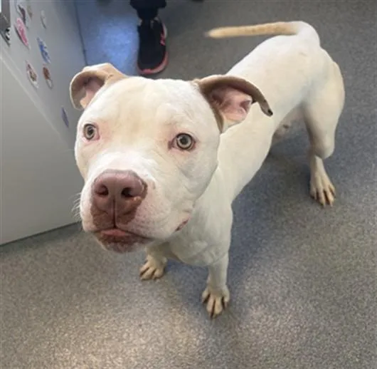 A young large-sized male Pit Bull Terrier dog named Francis for adoption in Toledo, OH