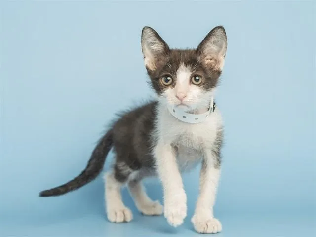 A baby small-sized male Domestic Short Hair cat named Shorts for adoption in Phoenix, AZ