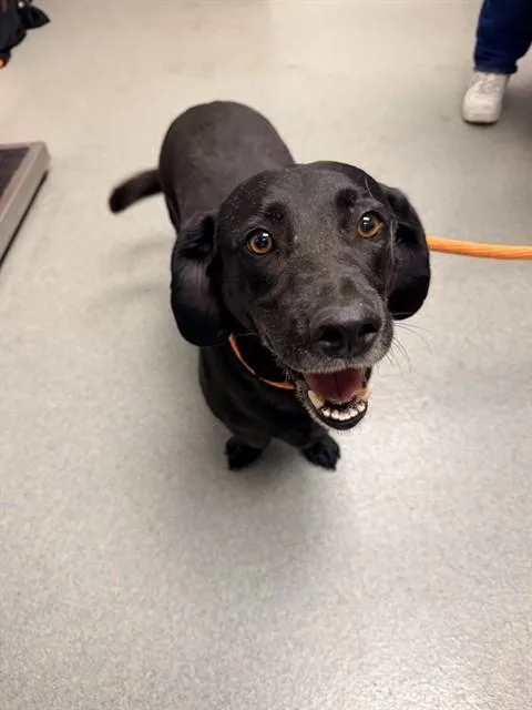 An adult small-sized male Beagle dog named Winston for adoption in Ontario, CA