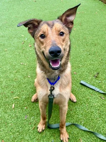 An adult medium-sized male Mixed Breed dog named Admiral for adoption in West Chester, PA