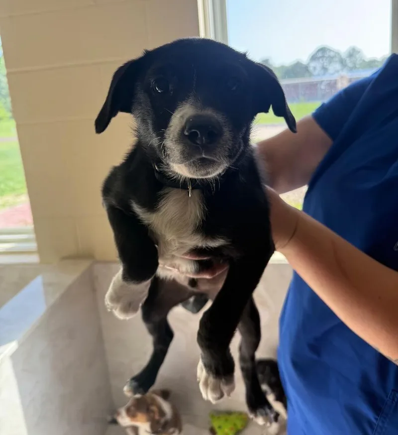 A baby medium-sized male Labrador Retriever dog named Shadow for adoption in Columbia, IL