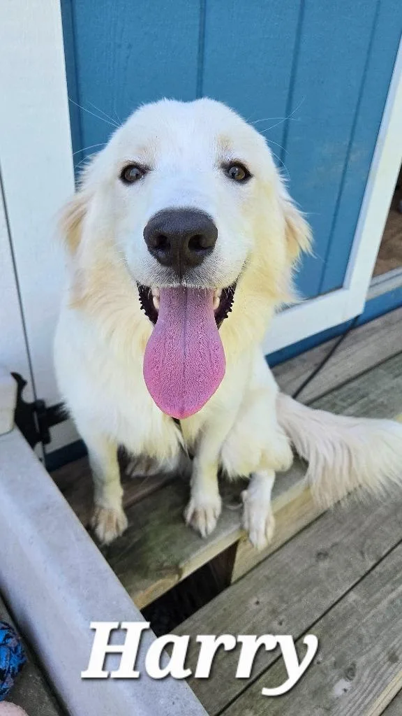 A baby medium-sized male Great Pyrenees dog named Harry Yrly for adoption in Sidney, OH