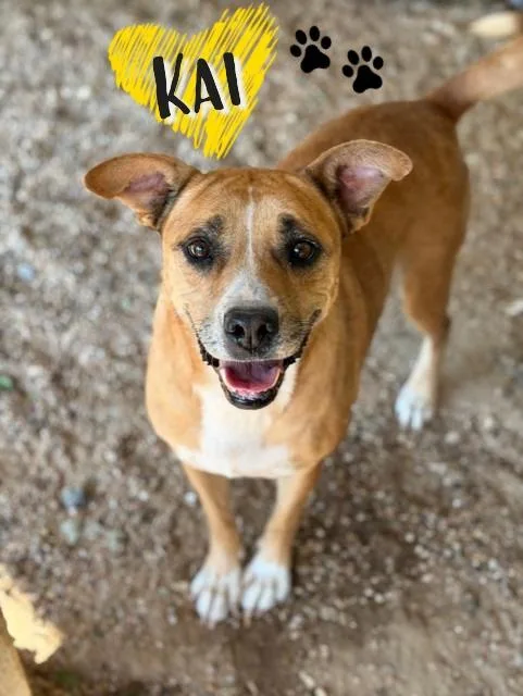 An adult medium-sized female Golden Cattle Dog dog named Kai for adoption in College Station, TX
