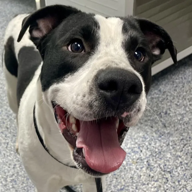 A young medium-sized male Black Mixed Breed dog named Luke for adoption in Yanceyville, NC