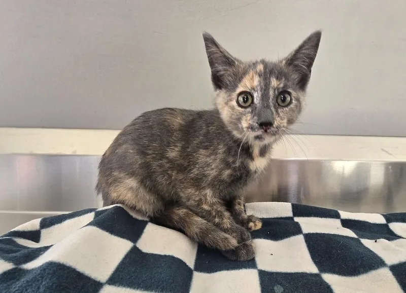 A baby small-sized female Domestic Short Hair cat named Paige for adoption in Dickson, TN