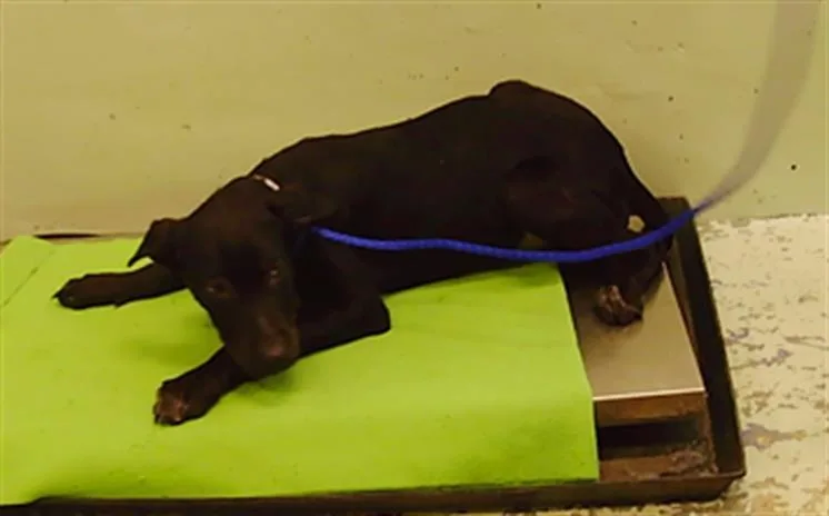 A baby small-sized female German Shepherd Dog dog named A for adoption in Houston, TX